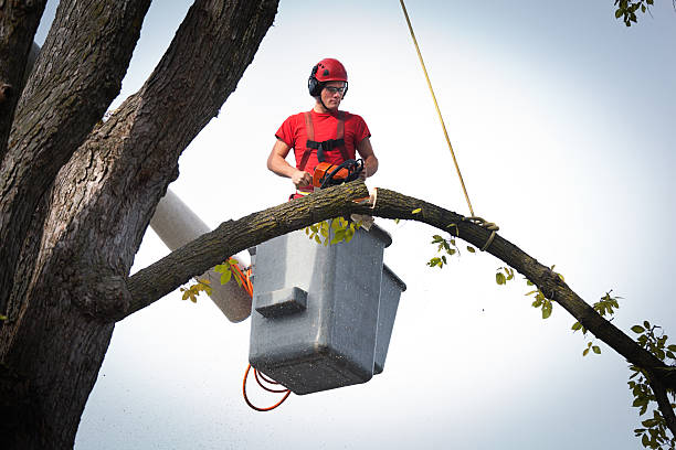 Why Choose Our Tree Removal Services in Aransas Pass, TX?